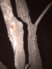 Strophurus taenicauda