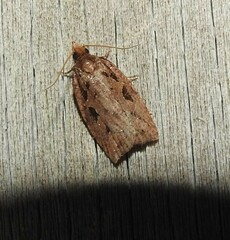 Planotortrix notophaea