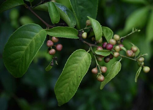 Rhamnus napalensis observed 2022-11-05