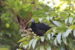 Chamaepetes unicolor
