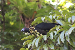 Chamaepetes unicolor