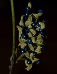 Rhynchosia acuminatissima