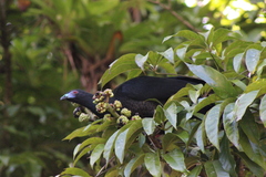 Chamaepetes unicolor