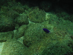 Stegastes acapulcoensis