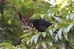 Chamaepetes unicolor