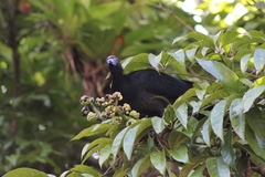 Chamaepetes unicolor
