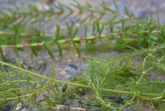 Ceratophyllum