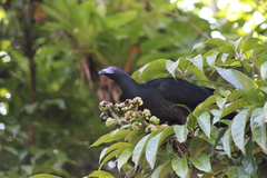 Chamaepetes unicolor