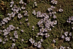Junellia micrantha