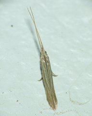 Coleophorinae