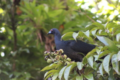 Chamaepetes unicolor