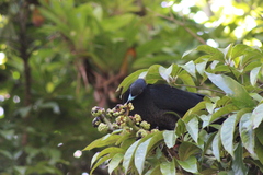 Chamaepetes unicolor