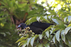Chamaepetes unicolor