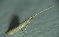 Coleophorinae