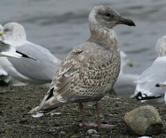 Larus glaucescens
