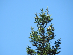 Abies vejarii
