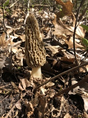 Morchella americana