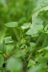 Stellaria ruderalis