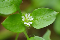 Stellaria ruderalis