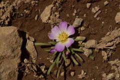 Calandrinia affinis