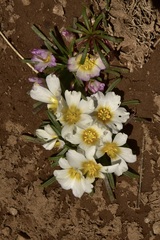 Calandrinia affinis