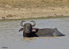 Bubalus arnee