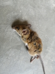 Peromyscus leucopus