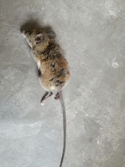 Peromyscus leucopus
