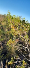 Larrea cuneifolia