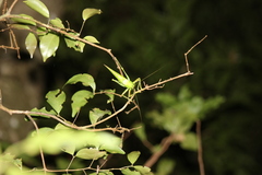 Copiphora rhinoceros