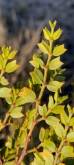 Larrea cuneifolia