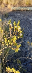 Larrea cuneifolia