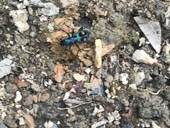 Pseudoxycheila bipustulata