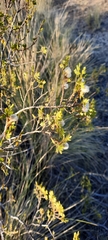 Larrea cuneifolia