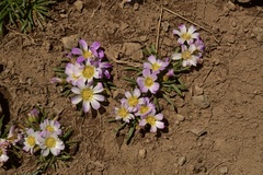 Calandrinia affinis