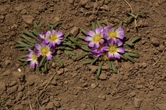 Calandrinia affinis