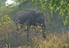 Elephas maximus maximus