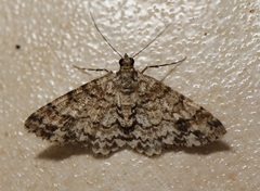 Myrioblephara desumpta