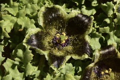 Jaborosa laciniata