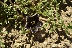 Jaborosa laciniata