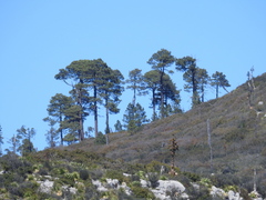 Pinus hartwegii