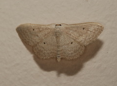 Scopula optivata