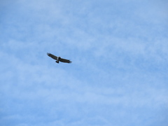 Morphnarchus princeps