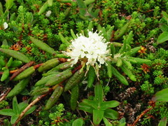 Rhododendron groenlandicum