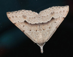 Trigonistis asthenopa