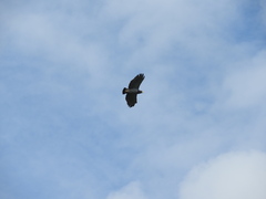 Morphnarchus princeps