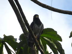 Morphnarchus princeps