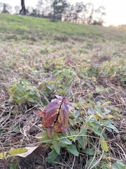 Stachys floridana