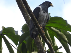 Morphnarchus princeps