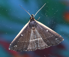 Adrapsa ablualis